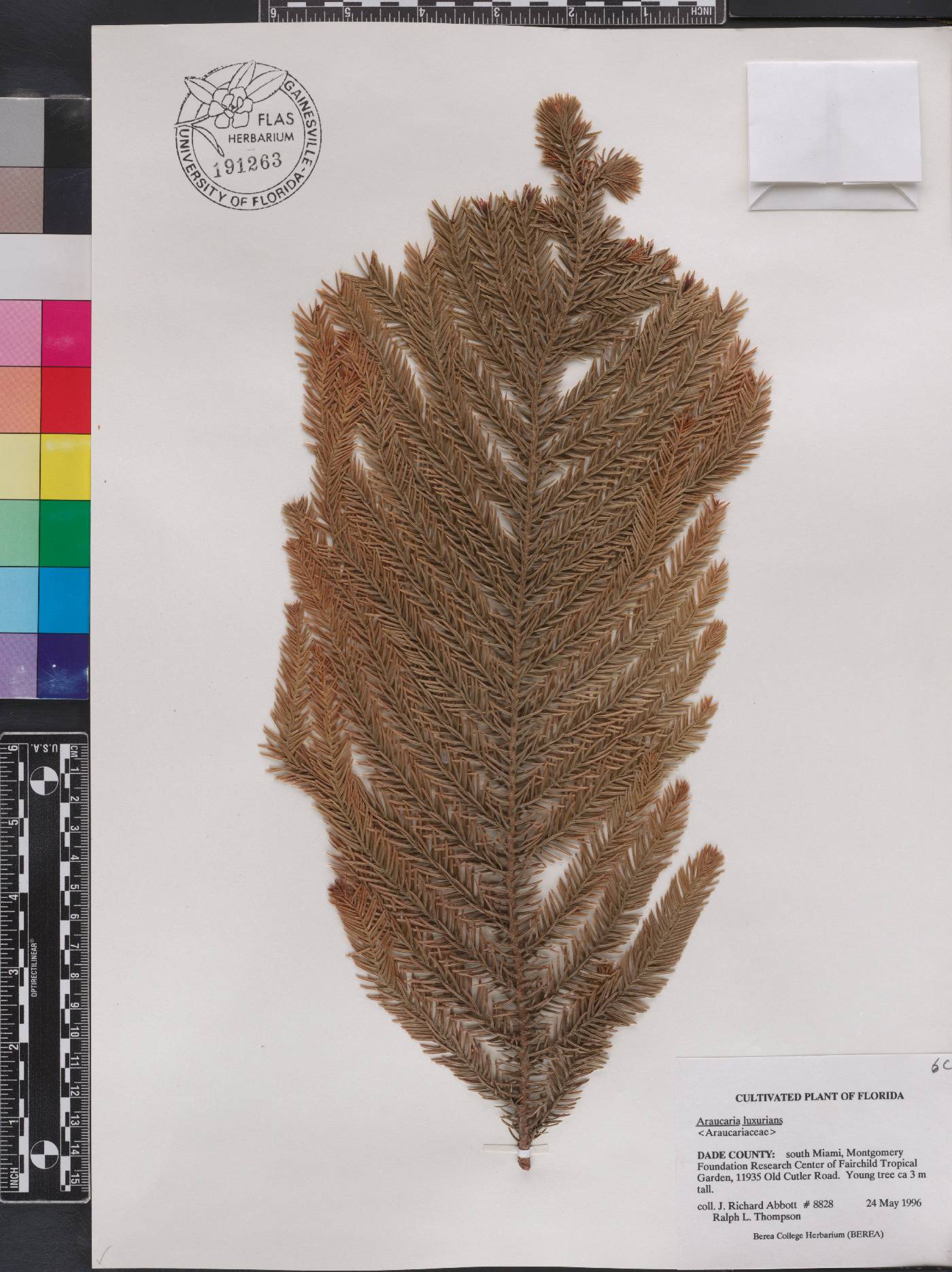 Araucaria luxurians image