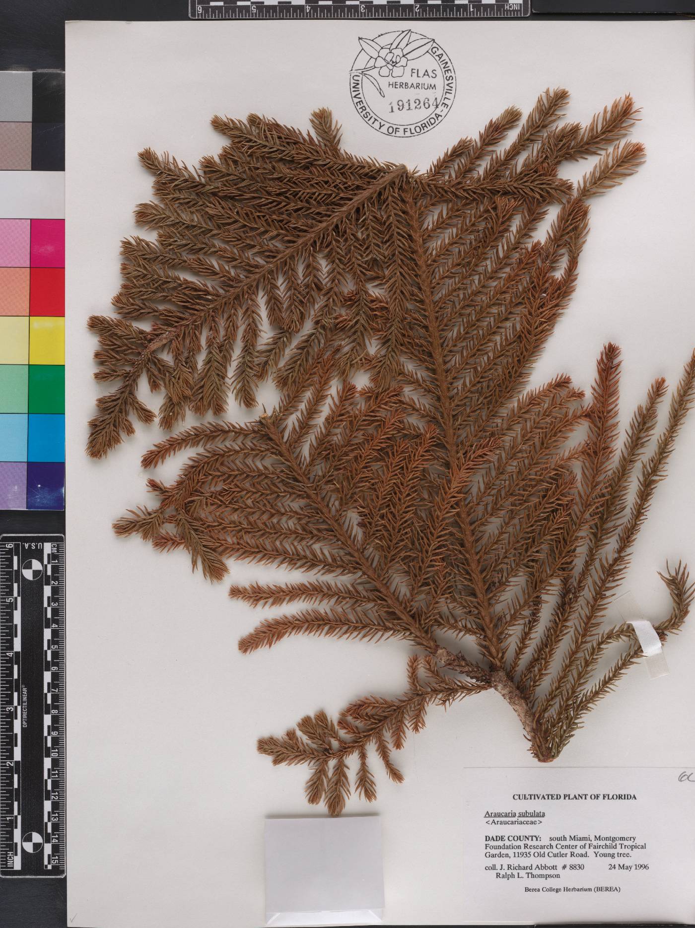 Araucaria subulata image