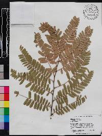 Phyllanthus emblica image