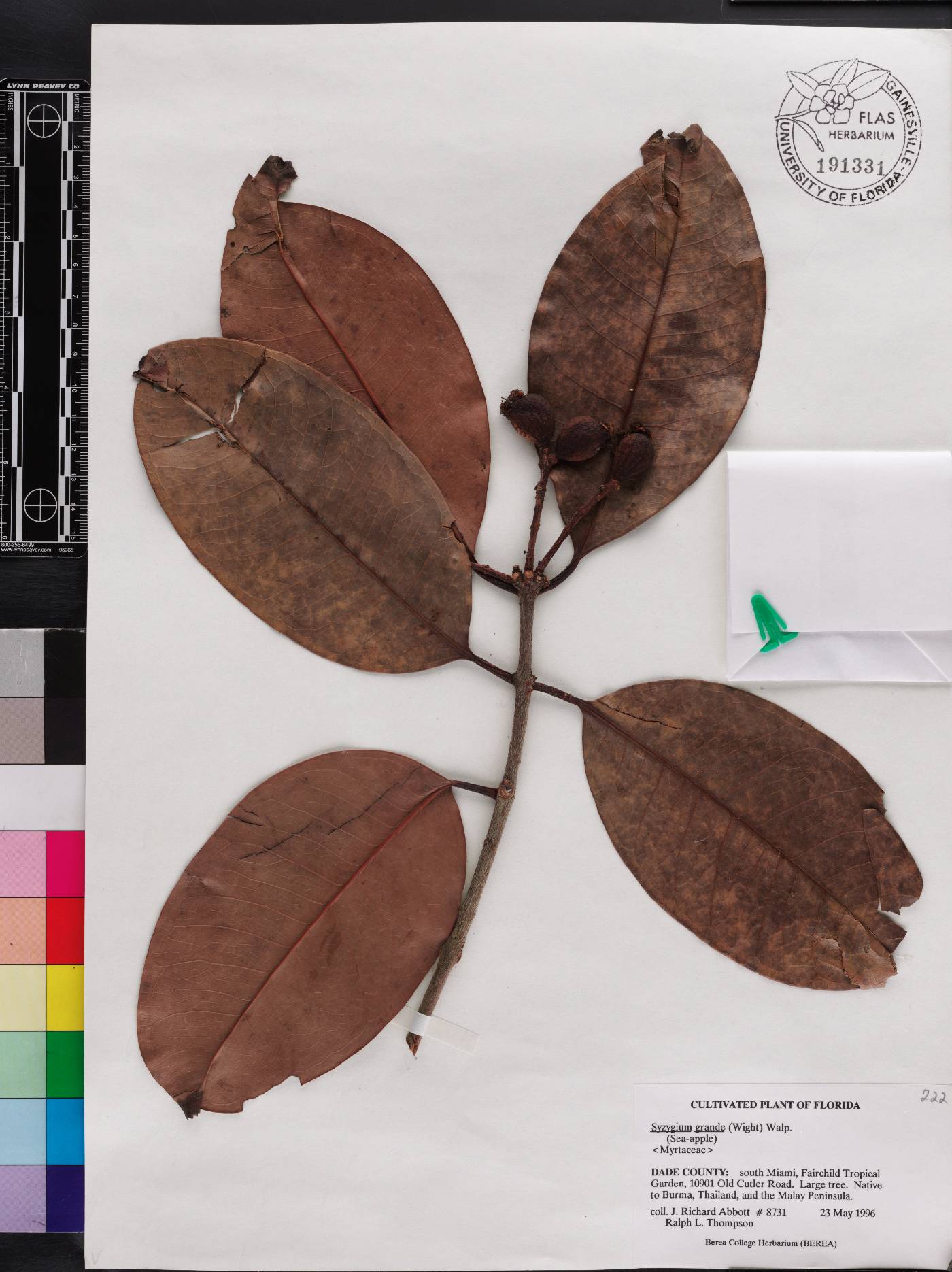 Syzygium grande image