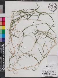 Muhlenbergia schreberi image