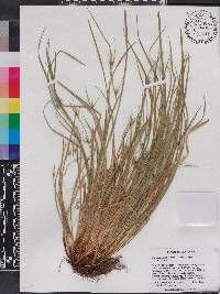 Carex jamesii image