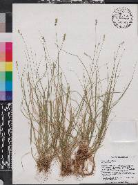 Carex retroflexa image