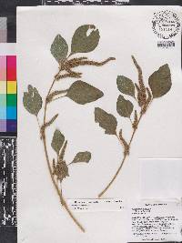 Amaranthus hybridus image