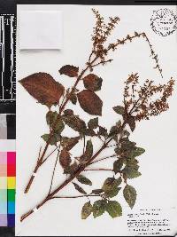 Solenostemon scutellarioides image