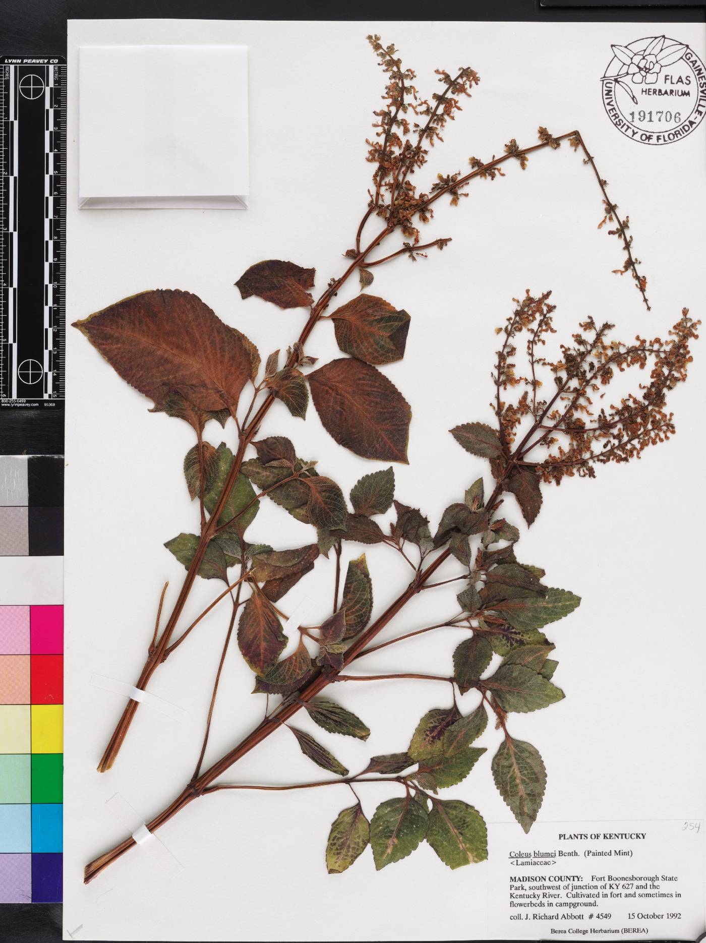 Solenostemon scutellarioides image