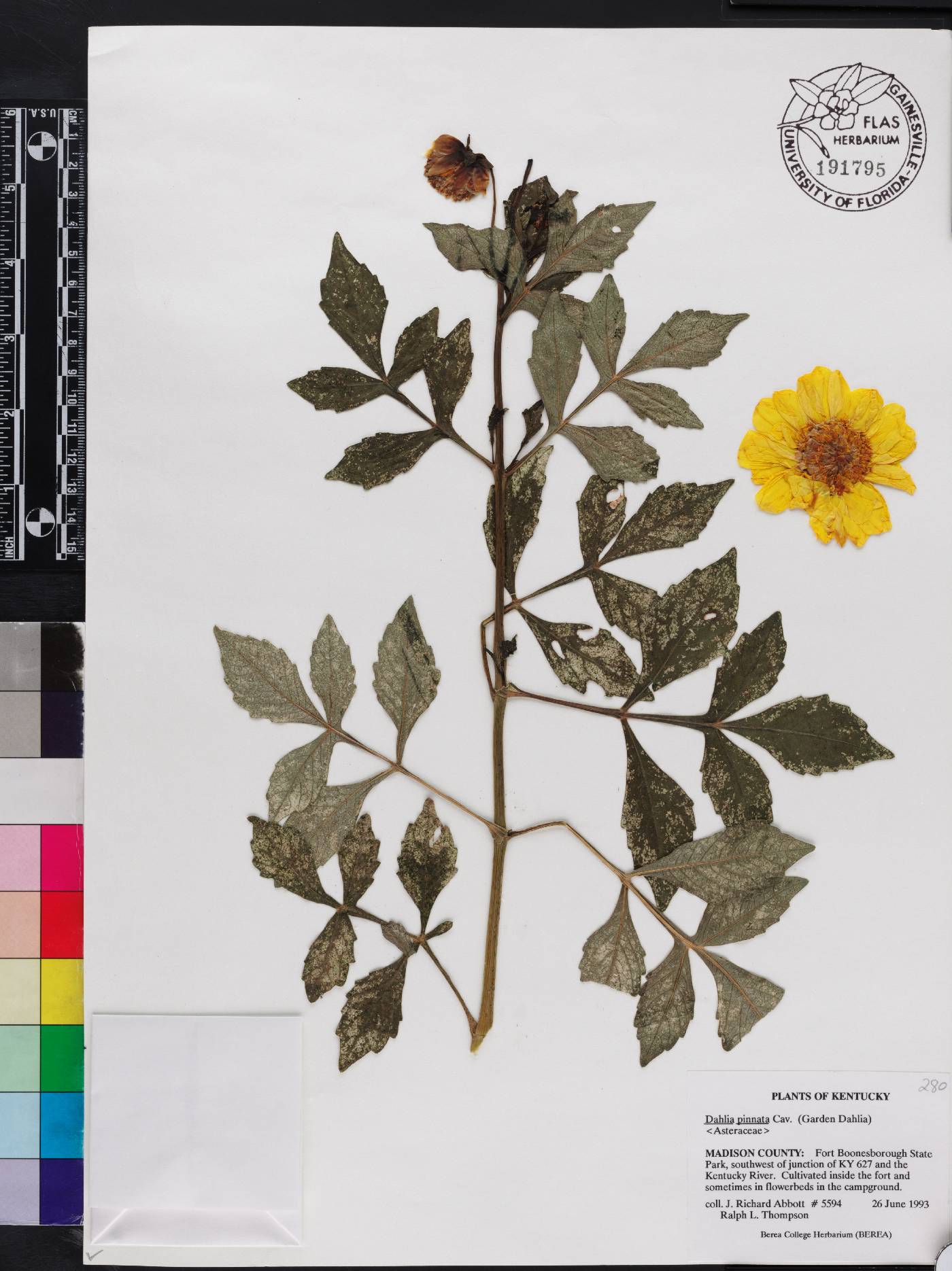 Dahlia pinnata image