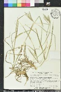 Bothriochloa ischaemum image