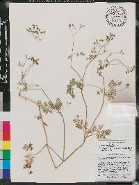 Chaerophyllum procumbens var. shortii image