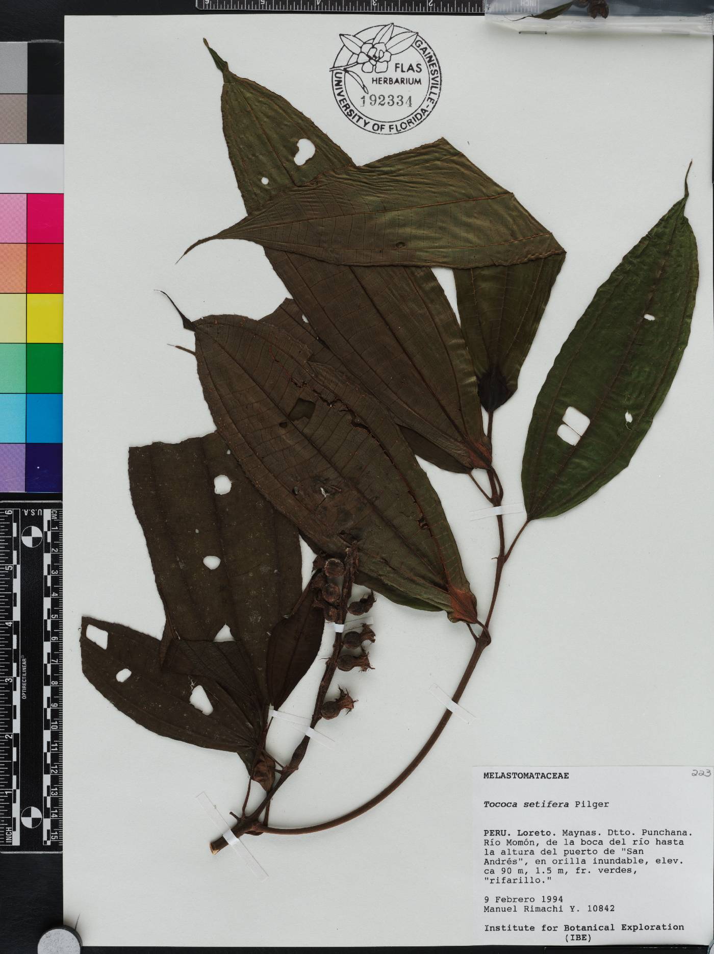 Miconia setifera image