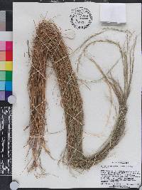 Aristida purpurascens image