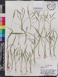 Echinochloa colona image