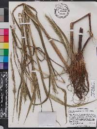 Echinochloa walteri image