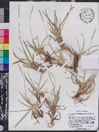 Eremochloa ophiuroides image