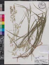 Melica mutica image