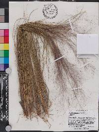 Muhlenbergia capillaris image