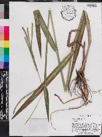 Paspalum floridanum image