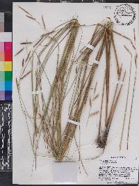 Spartina patens image