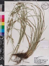 Carex cherokeensis image