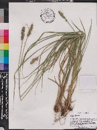 Carex fissa var. aristata image
