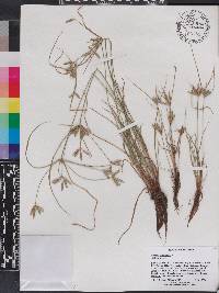 Cyperus compressus image