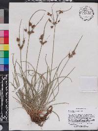 Fimbristylis dichotoma image