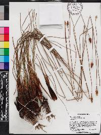 Xyris caroliniana image