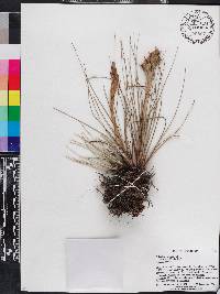 Tillandsia bartramii image