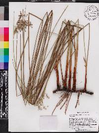 Juncus roemerianus image