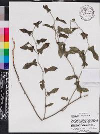 Smilax tamnoides image