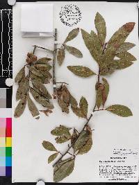 Quercus laurifolia image