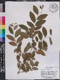 Ulmus alata image