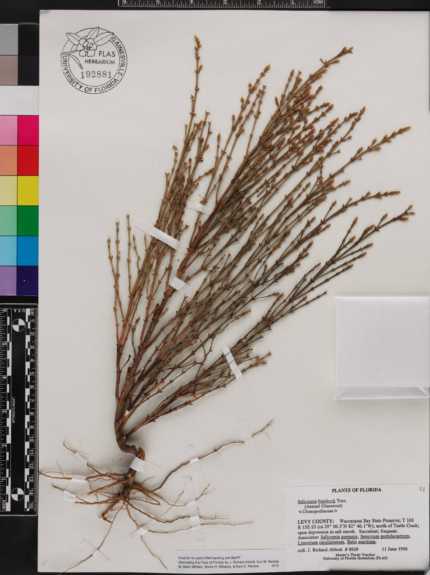 Salicornia bigelovii image