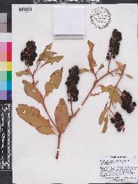 Phytolacca americana var. rigida image