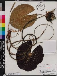 Nymphaea elegans image