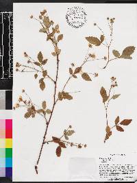 Rubus argutus image