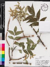 Zanthoxylum clava-herculis image