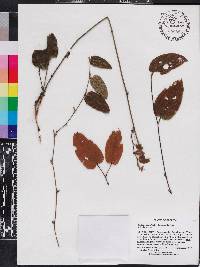 Smilax pumila image