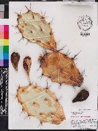 Opuntia stricta image