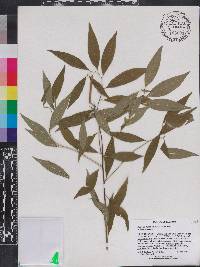 Amsonia rigida image