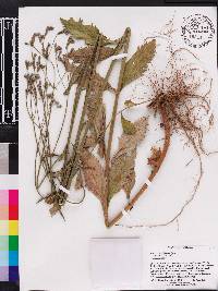 Verbena brasiliensis image