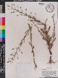 Mecardonia acuminata image