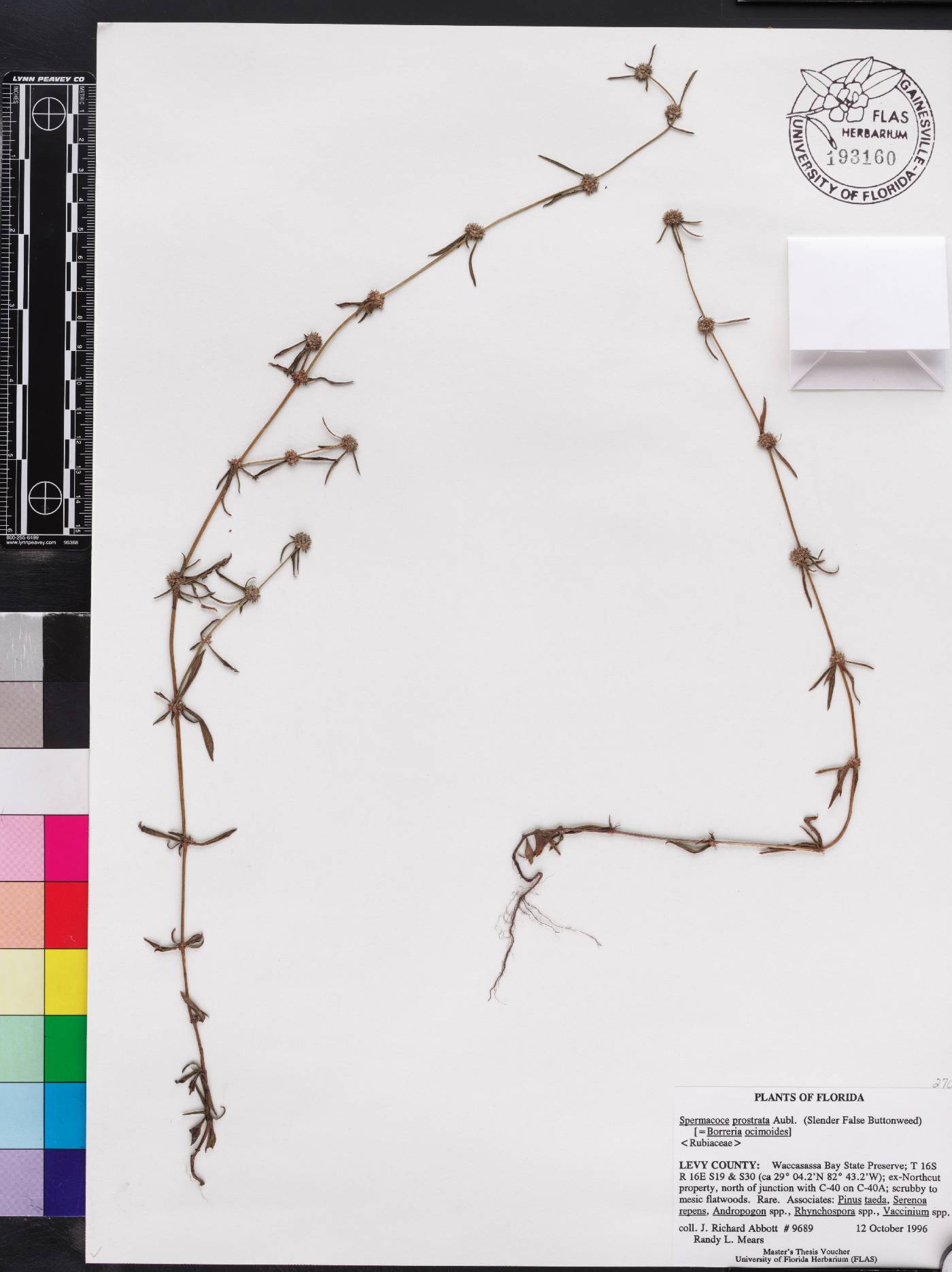 Spermacoce prostrata image