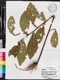 Pluchea longifolia image