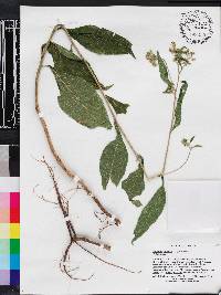 Verbesina virginica image