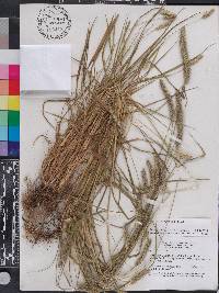 Setaria corrugata image