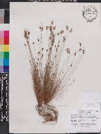 Bulbostylis ciliatifolia image