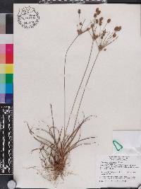Cyperus retrorsus image