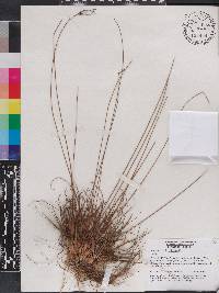 Cyperus retrorsus image