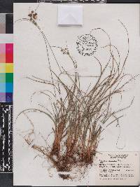 Cyperus retrorsus image